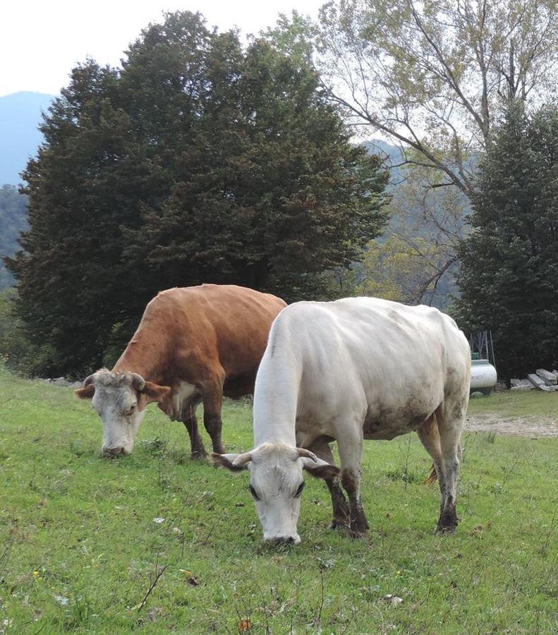 Agriturismo Il Balcone sulla Valle Bedero Valcuvia Esterno foto