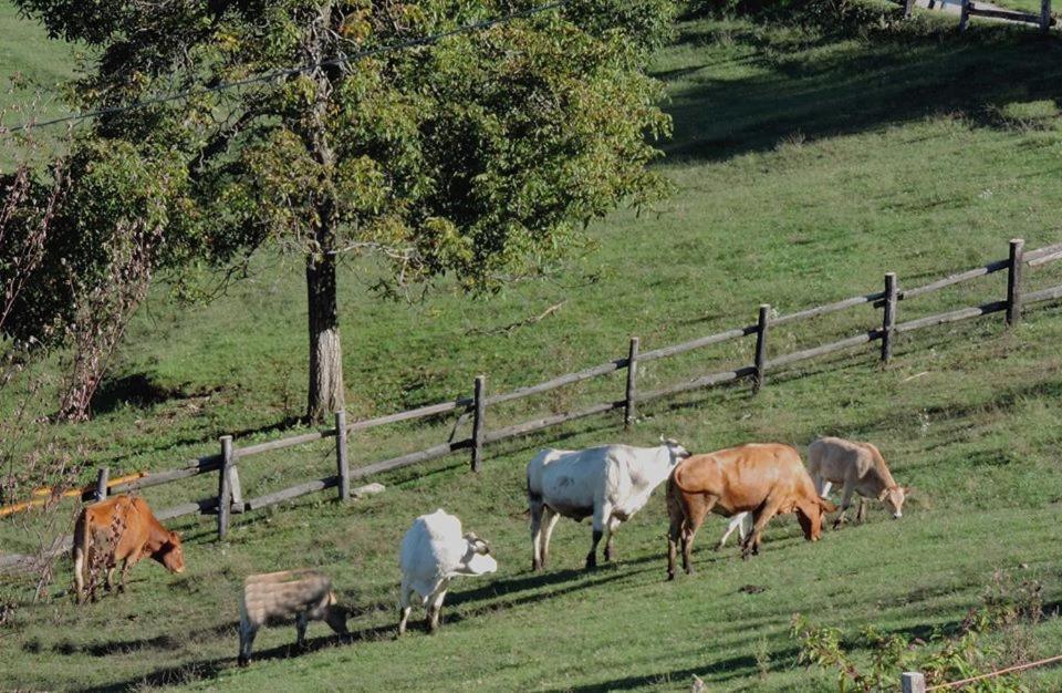 Agriturismo Il Balcone sulla Valle Bedero Valcuvia Esterno foto